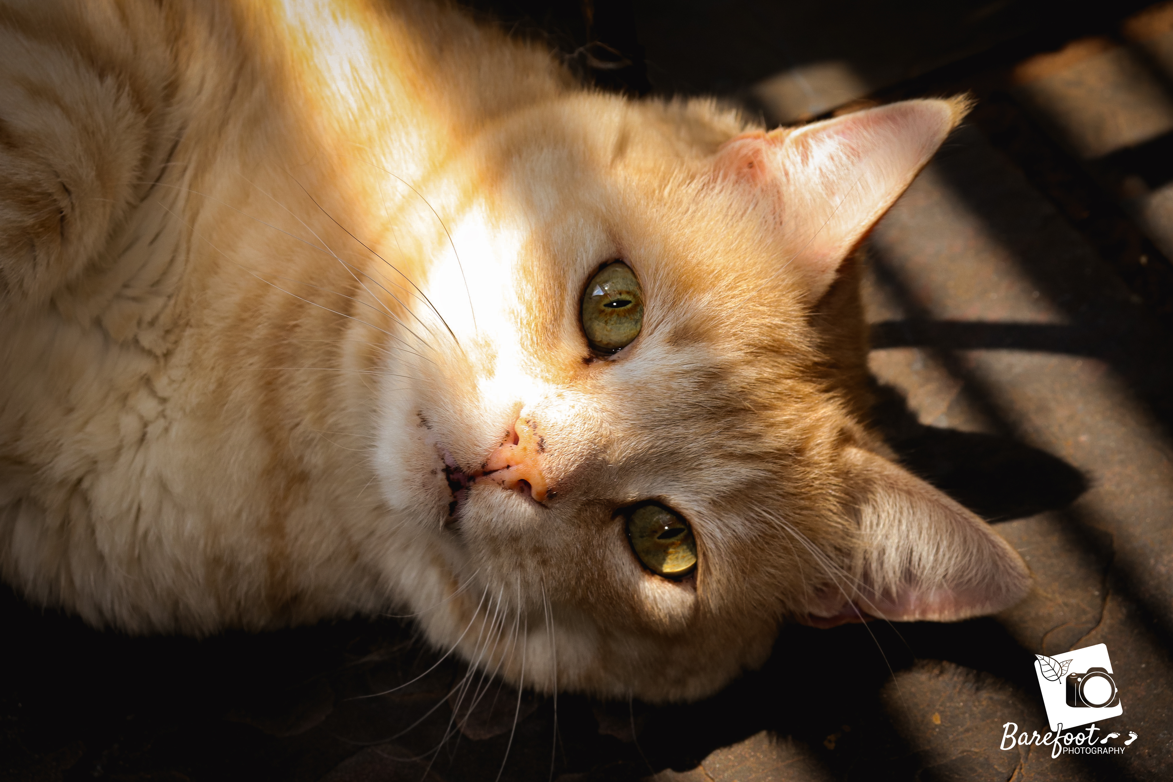 My favourite cat